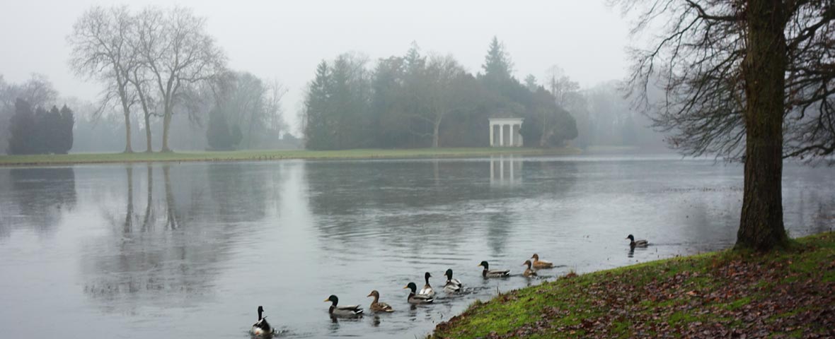 Foto: Nebel über einem See im Wörlitzer Park