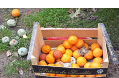 Eine Kiste schimmeliger Apfelsinen